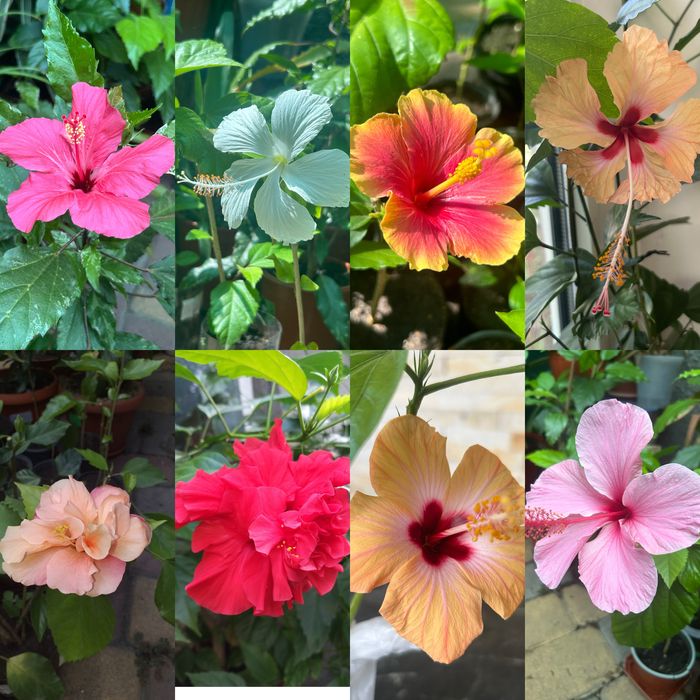 Гібіскус  Купера