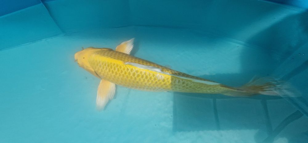 Carpa koi com 31cm