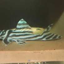 Glonojad Hypancistrus zebra L46 para z CITES
