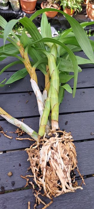 Vendo Orquídea Ansellia africana