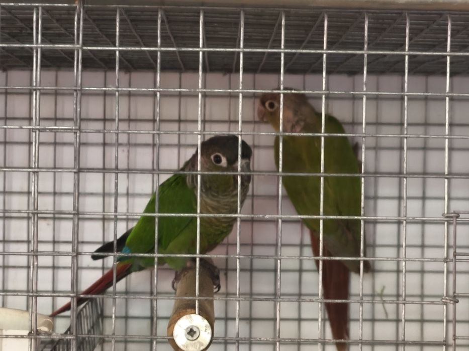 Rosela, pyrruras, ring necks