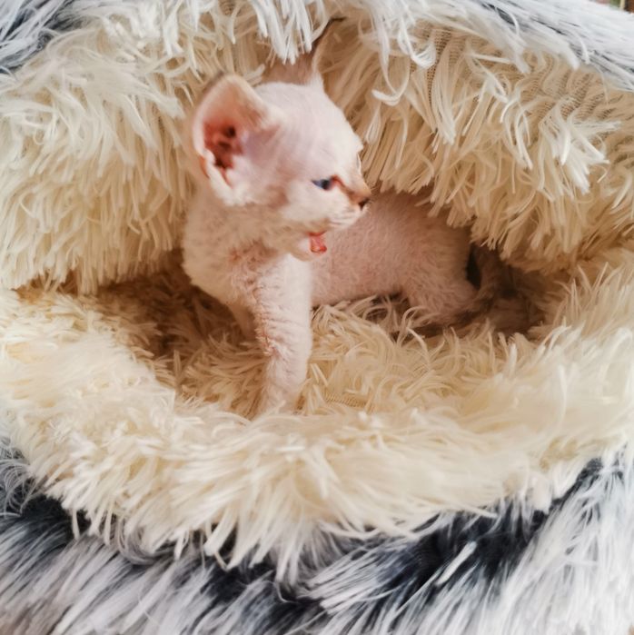 Kocurek Devon Rex