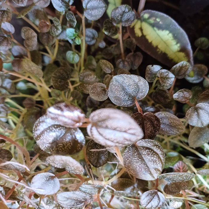 Zestaw roślin do terrarium