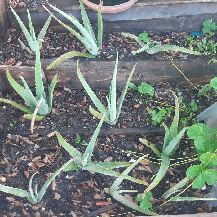 Plantas de Aloe vera