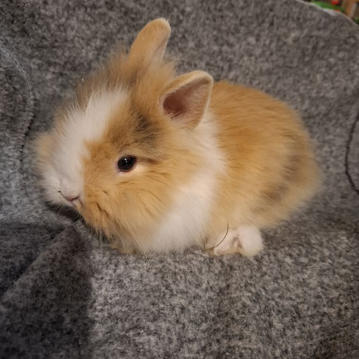 kroliki krolik miniaturki nowa ekipa