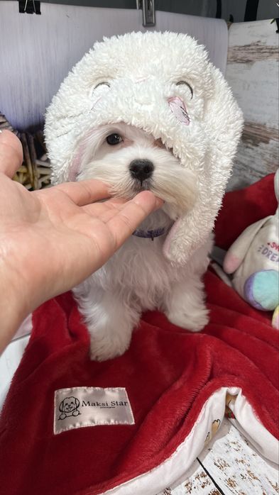 Мальтійська болонка VoliX — шоу-клас, корейський тип, babyface