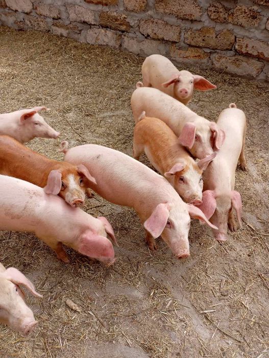 Продам гарних поросят.