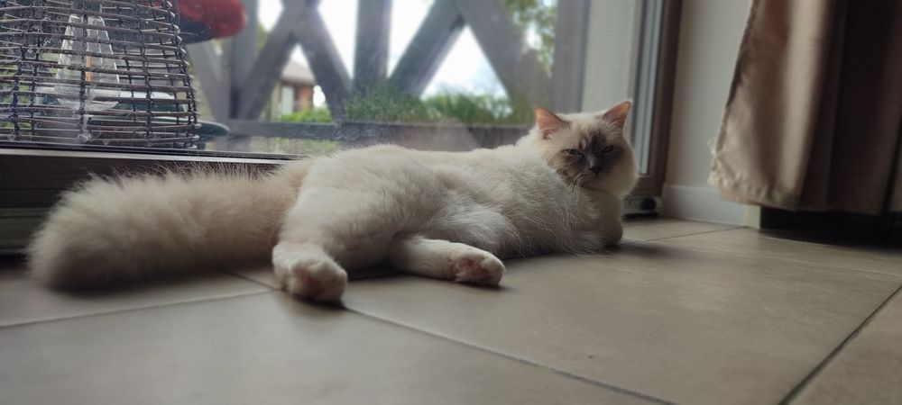 Święty kot Birmański - dorosły kocurek do płatnej adopcji
