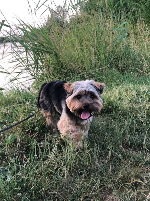 в'язка  красунчика йорка