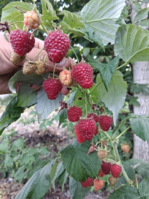 Sadzonki Maliny Jesiennej.