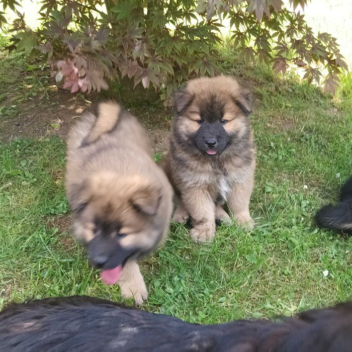 Eurasier planowane pary hodowlane w 2025 r.