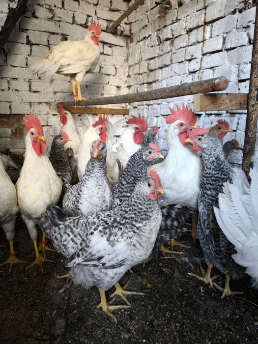 Півні, породи Легорн та Бірківська барвиста.