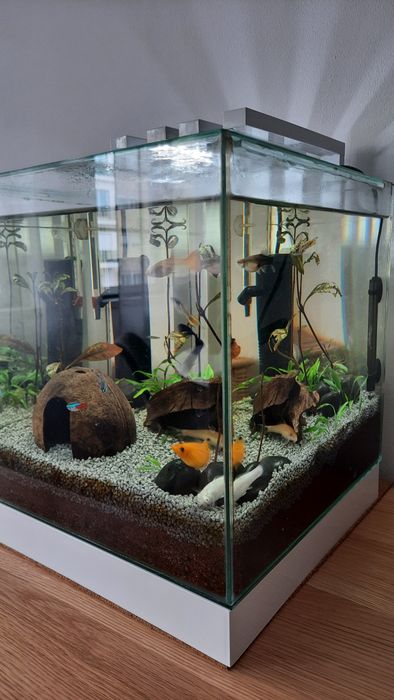 Aquário Completo e Pronto