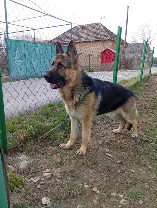 Кобель німецької вівчарки для в'язки