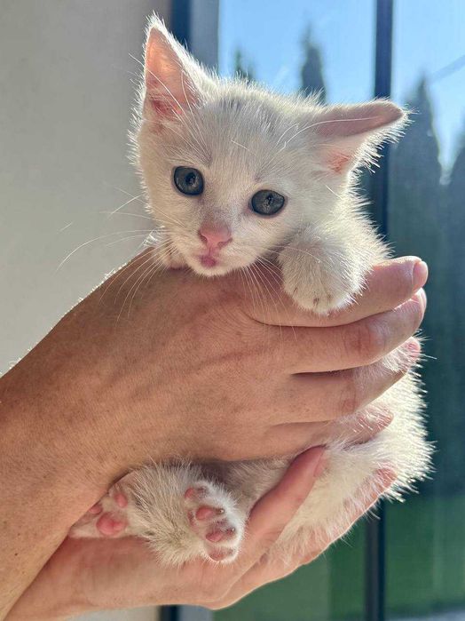 Кошенята ~2 місяці. Білі хлопчик та дівчинка. Безкоштовно.