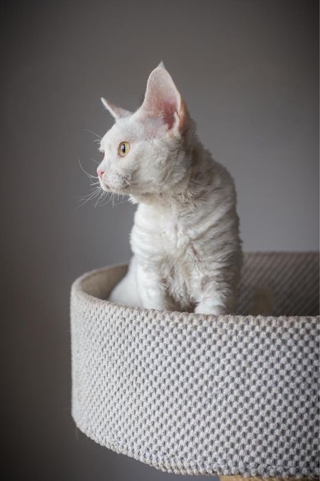 Kocur Devon Rex - Biały - Tęczowy Agat