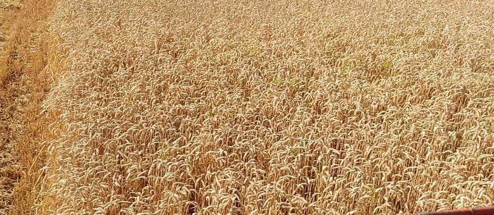 Jęczmień ozimy,owies,słoma