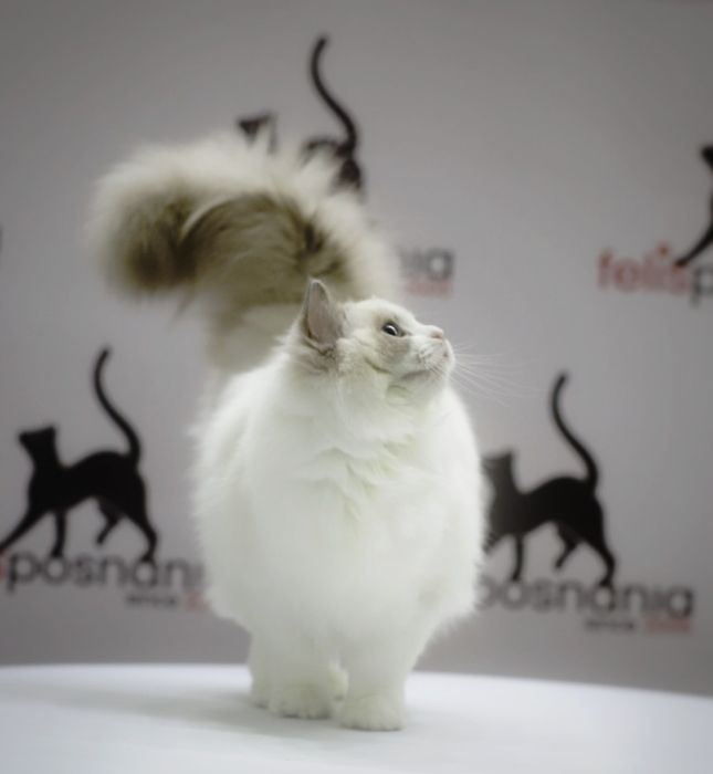 Piękna kota ragdoll do hodowli