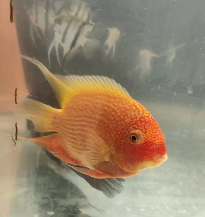 Heros sp. Red Spotted Casal