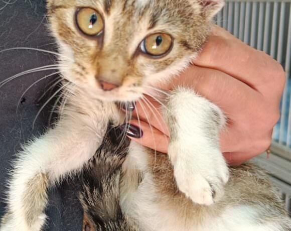 Kotka KLARA  szuka domku!