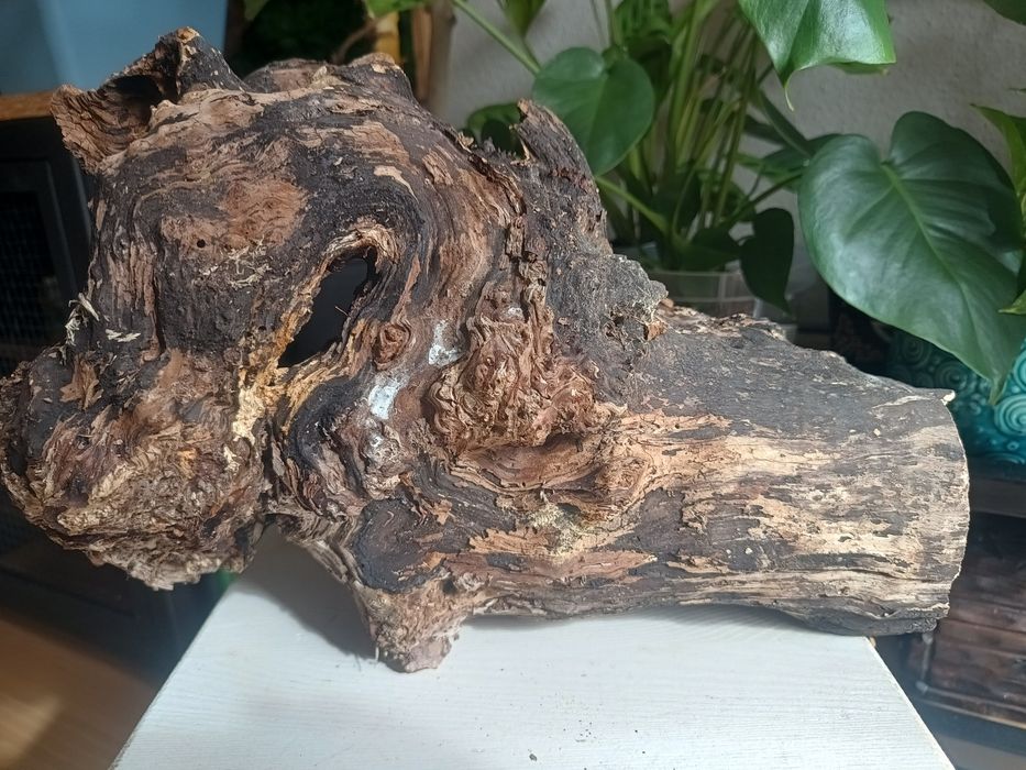 Korzeń do terrarium