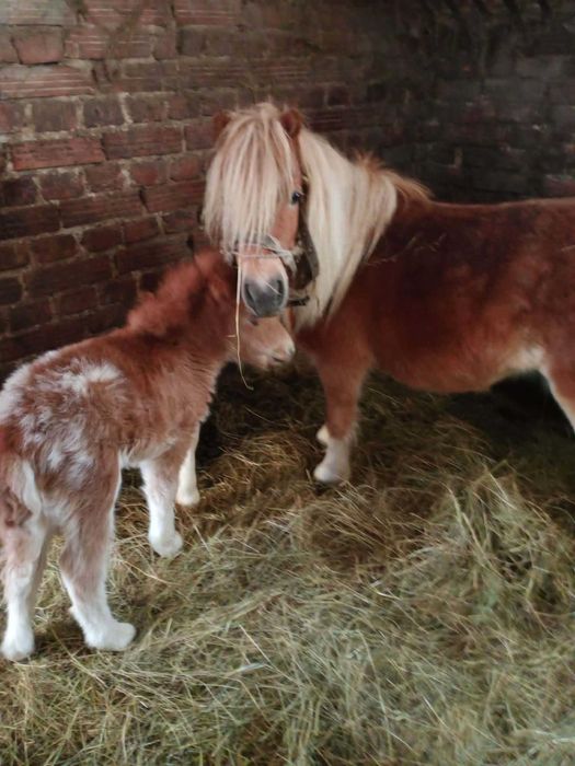 kuc klacz ze źrebicą