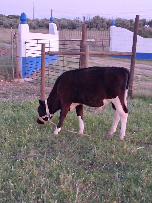 Bezerro turino 5 meses