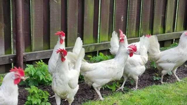 Kurki odchowane Rosa Leghorn Tuczna