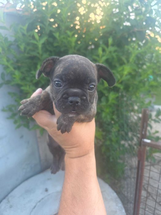 Bulldog frances tigrada femea