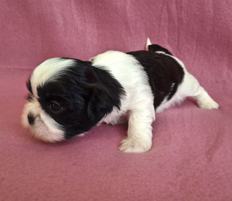 Sunia Shih Tzu rezerwacja