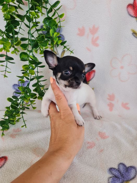 Excelente mini menina Chihuahua/Chiuaua Linhagem Russa de Qualidade