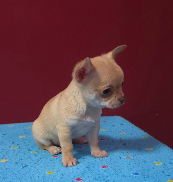 Chihuahua mini cabeça de maça