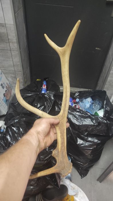 Gryzak dla psa duzy potne