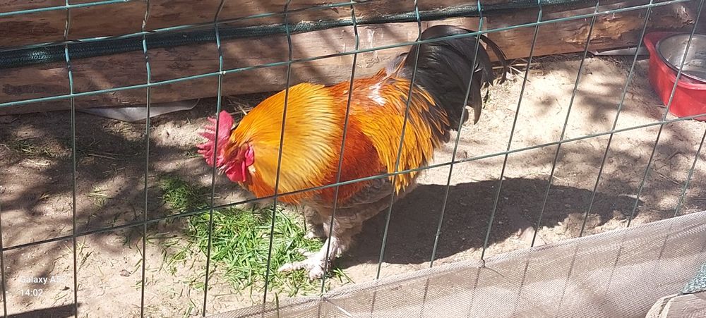 Kogut Marans 2 latek