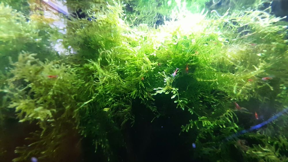 Mech spiky moss do akwarium, krewetkarium