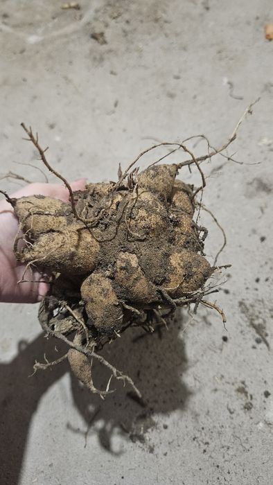 Karpy dalii - różowe