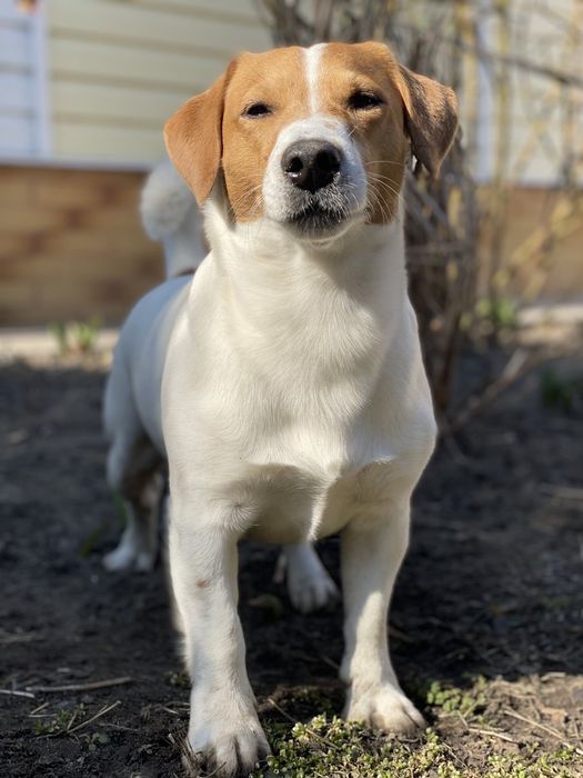 В'язка Джек Рассел тер'єр в'язка