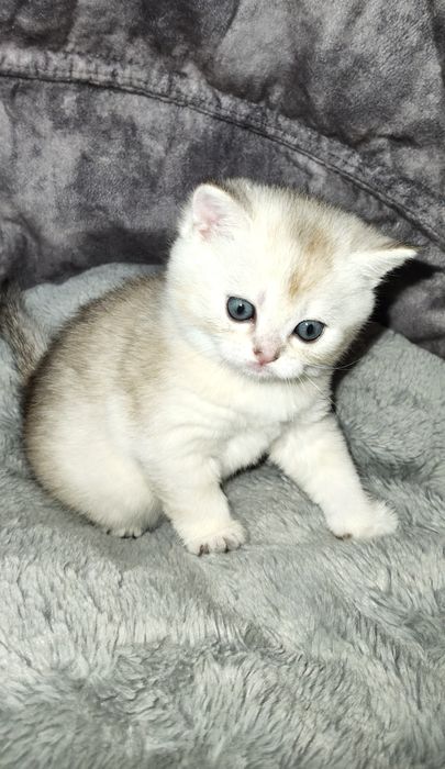 British shorthair