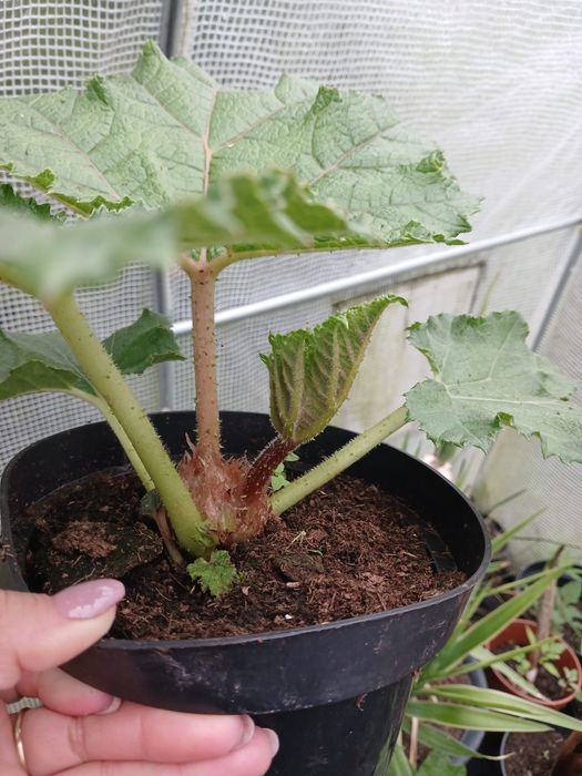 Gunnera olbrzymia sadzonka