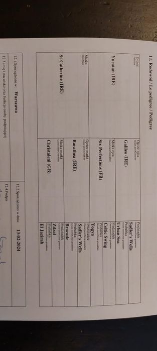 Ogier 3 lata folblut po Jucatan (ire)