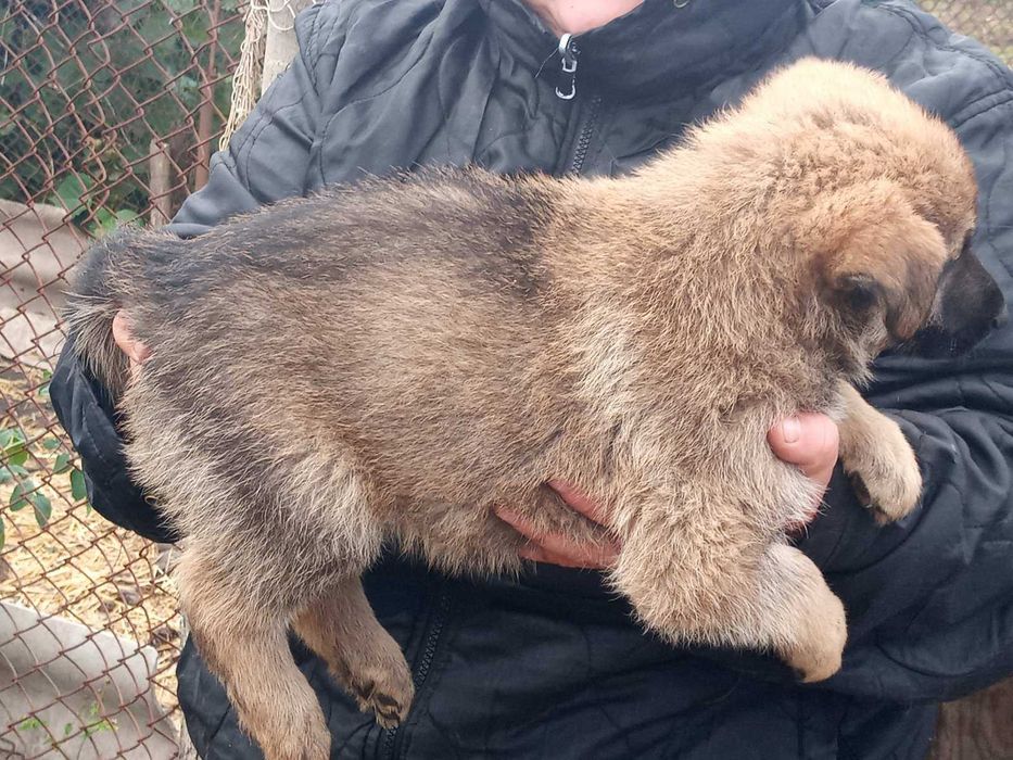 Бельгийская овчарка щенки