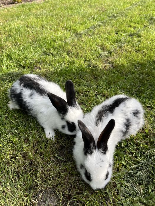 Króliki młode  i odchowane samce i samice