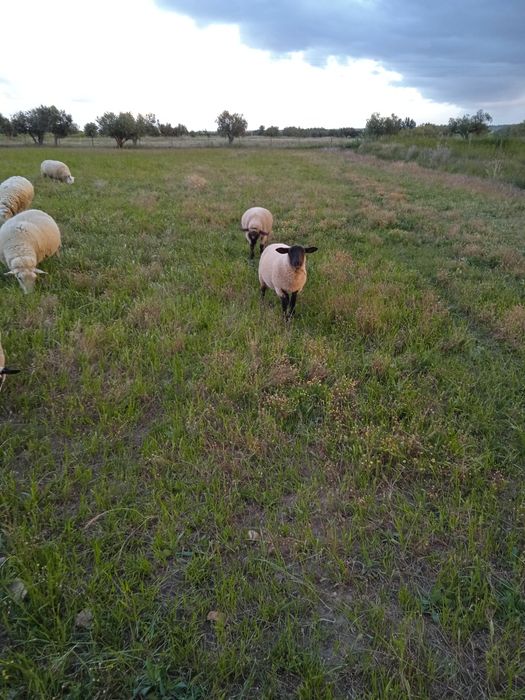 Vendo duas borregas cruzadas de sulfok