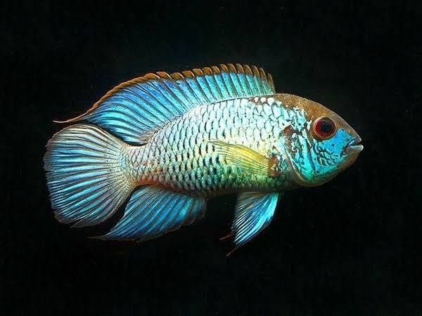 Akara Electric Blue - Andinoacara pulcher var. Electric Blue