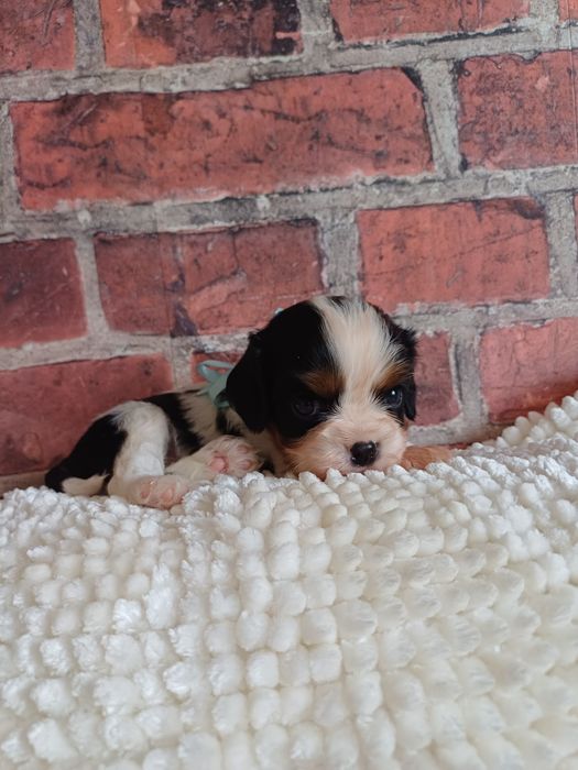 Cavalier King Charles Spaniel piesek tricolor
