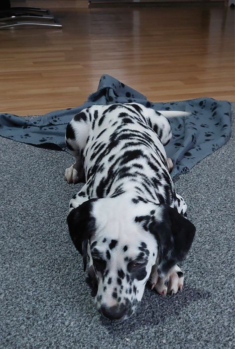 Dalmatyńczyk- samiec