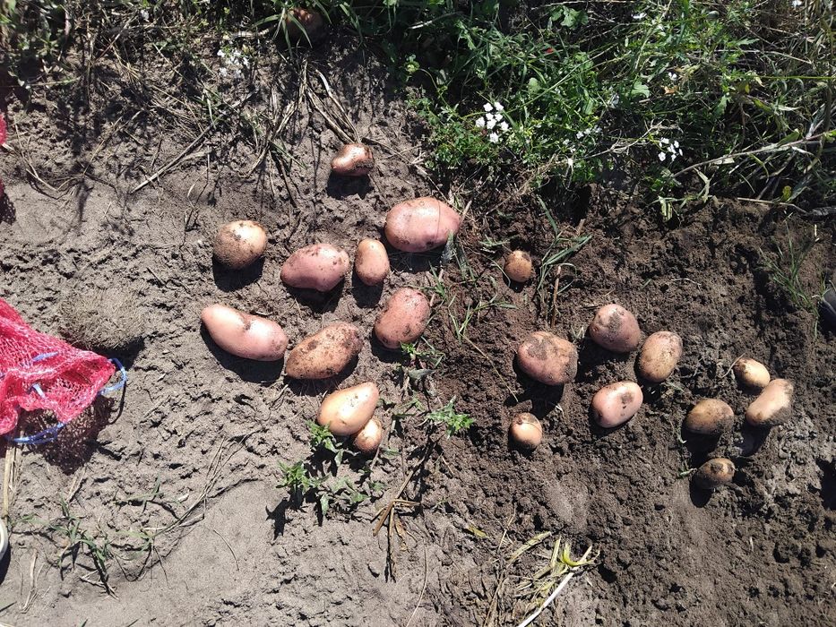 Batatas caseiras