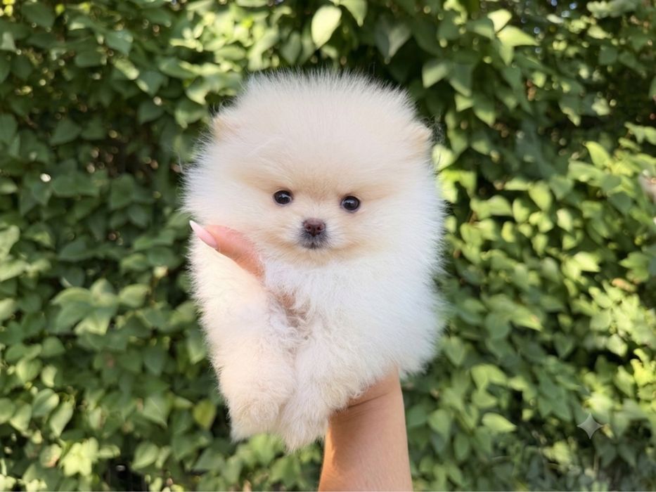 Pomeranian Szpic Miniaturowy chlopiec w typie misia