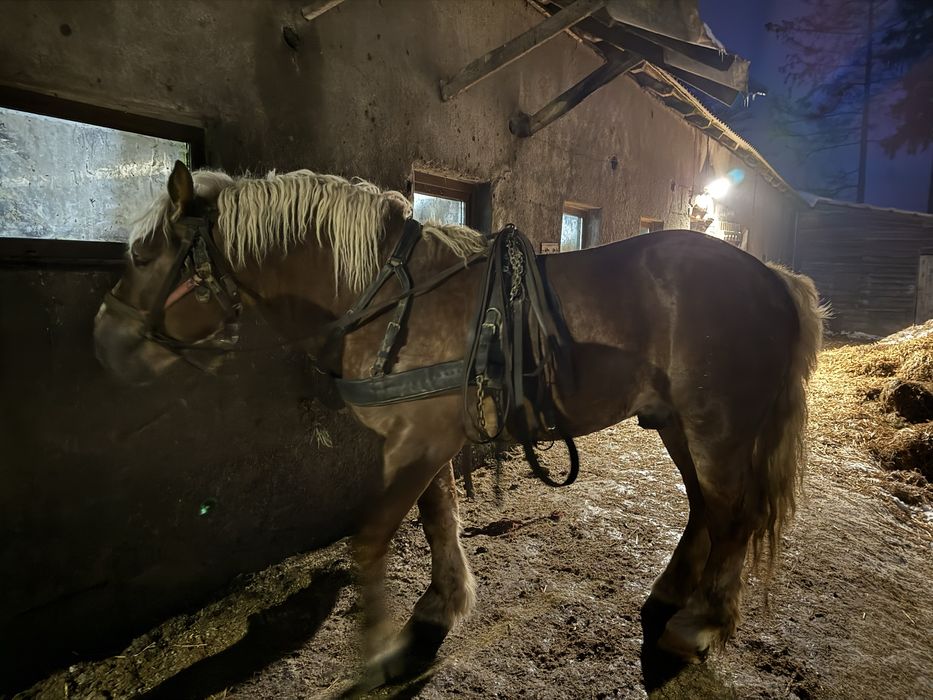 Sprzedam ogiera sztumskiego z licencją