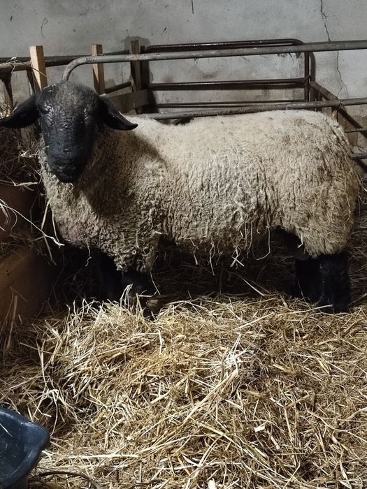 Malato Suffolk 2 anos